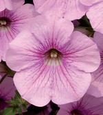 Сурфиния Свит Пинк